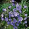 campanula-persicifolia-blue-