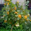citrus Fortunella-japonica