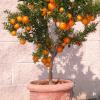 citrus  myrtifolia ,chinotto .Rusticité / Climat : Zone : 8 (-11 -7 C)