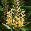 hedychium-gardnerianum-ou-longose---une-tres-belle-plante-tropicale