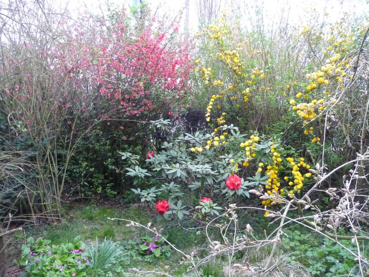 Corète du Japon,Cognassier du Japon,,Rhododendron x 'Red Jack'