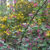 Corète du Japon,Groseillier à fleurs, Ribes sanguineum