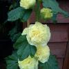 rose t double yellow